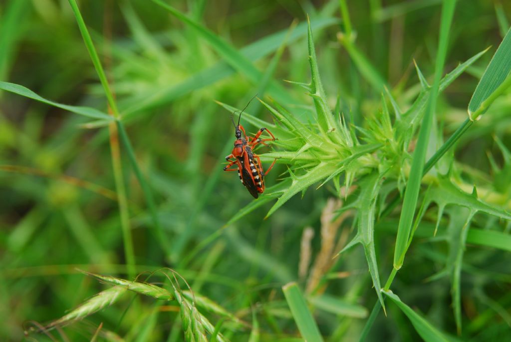 Reduviidae: Rhynocoris punctiventris della Romania